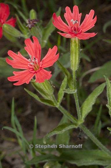 silene laciniata ssp californica 5 graphic